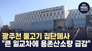 광주천 물고기 집단폐사quot큰 일교차에 용존산소량 급감quot [upl. by Sseb]