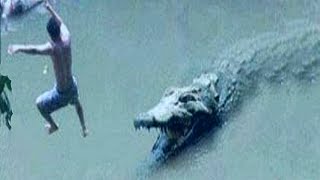 Natures Most Brutal Crocodile Attacks [upl. by Siuoleoj]