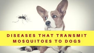 What do Mosquitoes Transmit In Dogs [upl. by Itsuj]