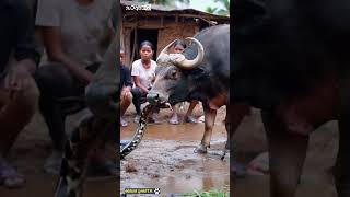 buffalo protects children from python youtubeshorts [upl. by Attenra916]