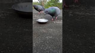 Pigeon eating [upl. by Rori]