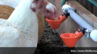 The Best Way To Water Your Chickens [upl. by Ernaline]