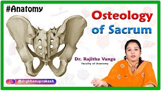 Osteology Of Sacrum  Anatomy [upl. by Eyanaj]