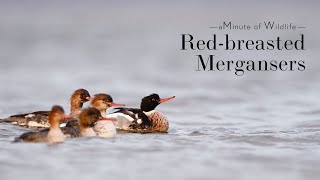 A Minute of Wildlife  Red breasted Mergansers [upl. by Ahsienahs]