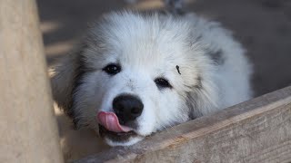 Do Great Pyrenees Shed 🐕✨  All About Great Pyrenees Shedding [upl. by Nwahsir]