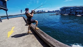 THE HARDEST PLACE TO CATCH FISH SYDNEY HARBOUR KINGFISH LANDBASED FISHING AUSTRALIA [upl. by Arahs]