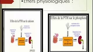 Exploration du métabolisme phosphocalcique [upl. by Doolittle]