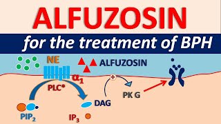 Alfuzosin HCl  Uses side effects amp precautions  For BPH [upl. by Euginomod]