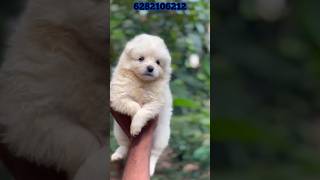 spitz puppies sale  spitz for sale  Spitz sale kerala  home delivery available  pom sale [upl. by Sucitivel802]