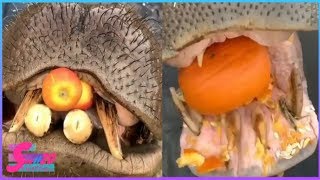 Big Hippos Eating WaterMelon  Cabbage  Fruits etc  Watch Amazing amp Wonder SeeIt20 [upl. by Tillman]