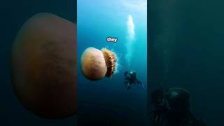 Biggest Jellyfish on earth  Lions Mane Jellyfish  shorts animals facts ocean [upl. by Montana]