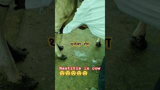 Mastitis disease in animal and treatment cow shortfeed [upl. by Kimber]