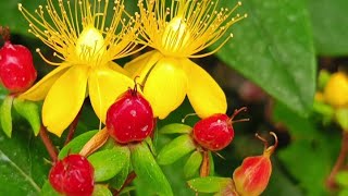 hypericum Androsaemum L medicinal herberba sana [upl. by Fergus]