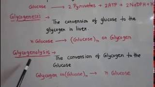 Metabolism of carbohydrate part 1 [upl. by Gambrill]