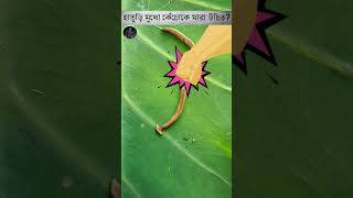 Hammerhead Worm কে মারা উচিত🤔 shorts [upl. by Ojaras537]