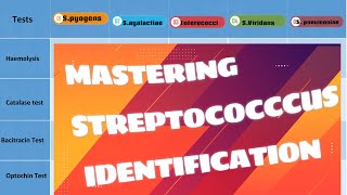 Unveiling Streptococcus Species Clinical amp Biochemical Identification Tips Microbiology [upl. by Erica]