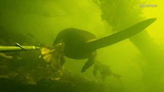 Подводная охота Летоосень2011ч2 SpearfishingЗаписки охотника [upl. by Sevy]