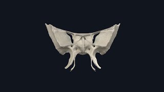 Sphenoid bone  العظم الوتدي [upl. by Eseerehc]