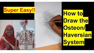 HAVERSIAN SYSTEM  OSTEON [upl. by Dlonyar844]