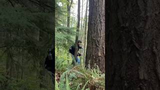 ENVS Biogeography Class at Western  Exploring Dendrochronology the study of tree rings [upl. by Leonora]