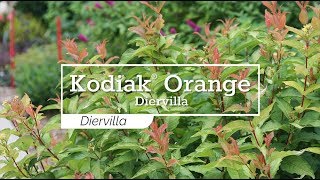 30 Seconds with Kodiak® Orange Diervilla [upl. by Roselin]