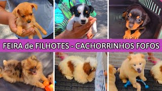 PREÇO dos CACHORRINHOS na FEIRA filhotesdecachorros cachorroderaca feira [upl. by Gundry]