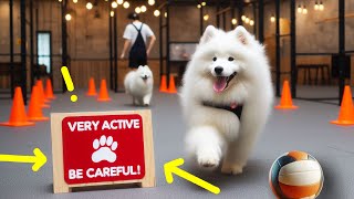 Is the Samoyed an ACTIVE and ENERGETIC dog [upl. by Lane]