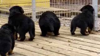 Rottweiler puppies 4 weeks old [upl. by Molli]