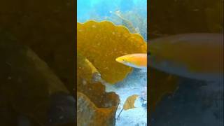 Oxyjulis fish snorkeling seaeducation fish [upl. by Ardnassak]