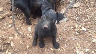 Patterdale TerriersGrimour 10 week old Patterdale hunting for first time [upl. by Eleonora151]