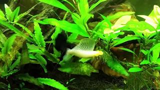 Mollies Waltzing In My Planted Tank [upl. by Ulric]