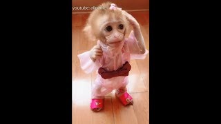 Pocket monkey Huahua dressed up to go out to play am I beautiful [upl. by Yroger758]