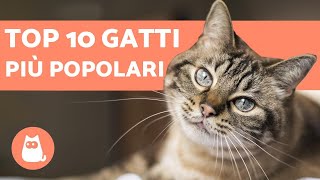 TOP 10 Razze di GATTI più popolari del mondo [upl. by Rafiq721]