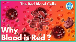 Why Blood is Red  The Red Blood Cells  Hindi  Insight Human [upl. by Cirderf]