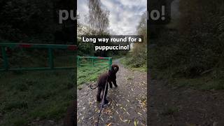 Wee bit of canicross to find a puppuccino canicross irishwaterspaniel puppy iws uddingston [upl. by Leonanie]