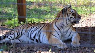 Touring Big Cat Rescue In Tampa FL [upl. by Sueddaht]