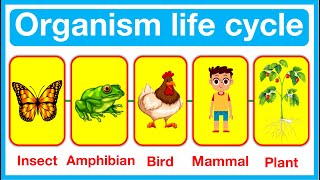 Organism Life Cycles 🤔  Insect Amphibian Bird Mammal amp Plant Life Cycles  Easy learning video [upl. by Honna115]