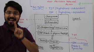 Auxin biosynthesis [upl. by Willett]