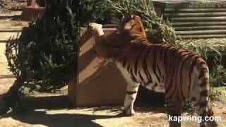 AWESOME FOOTAGE  Indochinese Tiger [upl. by Jadwiga962]