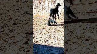 The horse kicked the dog and the dog fainted animalshorts beautifulanimals [upl. by Nagol]