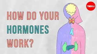 How do your hormones work  Emma Bryce [upl. by Kudva]