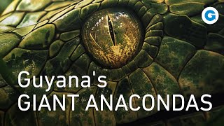 A Deadly Encounter in the Wild Guyanas Giant Anacondas  Wildlife Documentary [upl. by Halsy]