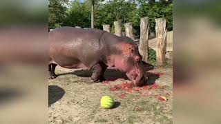 Hippo Eating Watermelon ASMR 10 HOURS [upl. by Downes92]