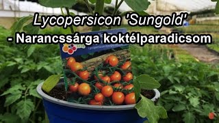 Lycopersicon Sungold  Narancssárga koktélparadicsom [upl. by Maupin899]