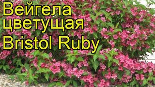 Вейгела цветущая Бристол Руби Краткий обзор описание характеристик weigela florida Bristol Ruby [upl. by Anifad]