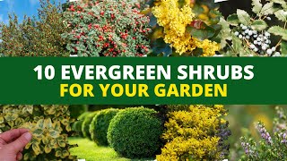 10 Evergreen Shrubs and Bushes for Your Garden 🪴 [upl. by Indyc]