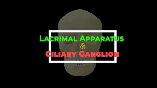 Lacrimal apparatus Ciliary ganglion  Contents of Orbit  3D Anatomy [upl. by Leakcim]