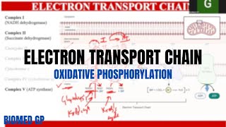 Electron Transport Chain  Oxidative Phosphorylation [upl. by Brookhouse]