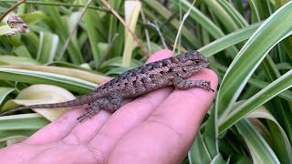 Lagarto espinoso juvenil sceloporus spinosus [upl. by Hoyt]