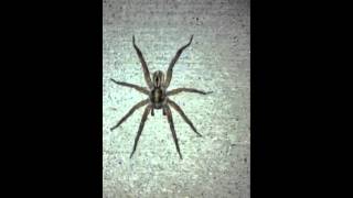 BIGGEST WOLF SPIDER EVER CAUGHT ON FILM [upl. by Ledeen14]